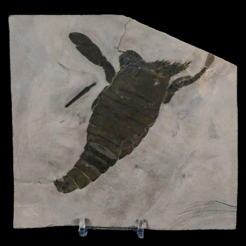 5.3" Eurypterus Sea Scorpion Fossil Eurypterid Silurian 420 Mil Yrs Old New York Stand - Fossil Age Minerals