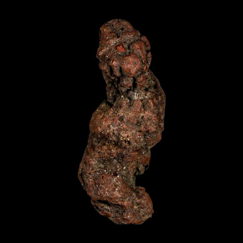 2.9" Prehistoric Coprolite Fossil Specimen Poop Dung Miocene Madagascar - Fossil Age Minerals