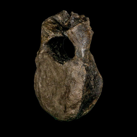 5.4" Hypacrosaurus Dinosaur Fossil Vertebrae Bone Two Medicine FM MT COA Stand