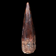 XL 3.4" Spinosaurus Fossil Tooth 100 Mil Yrs Old Cretaceous Dinosaur COA & Stand