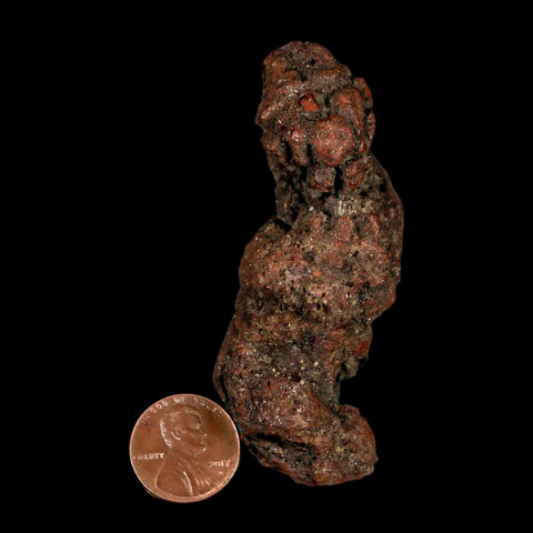 2.9" Prehistoric Coprolite Fossil Specimen Poop Dung Miocene Madagascar - Fossil Age Minerals