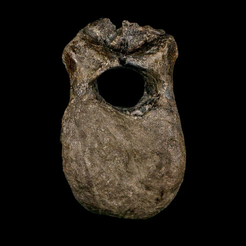 5.4" Hypacrosaurus Dinosaur Fossil Vertebrae Bone Two Medicine FM MT COA Stand