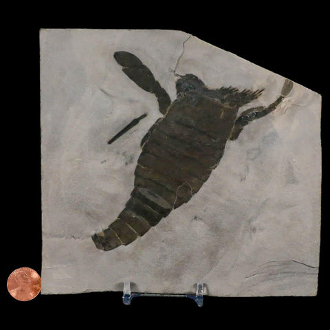 5.3" Eurypterus Sea Scorpion Fossil Eurypterid Silurian 420 Mil Yrs Old New York Stand - Fossil Age Minerals