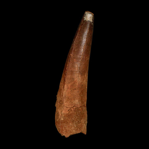 XL 3.3" Spinosaurus Fossil Tooth 100 Million Years Old Cretaceous Dinosaur COA - Fossil Age Minerals