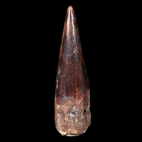 XL 3.4" Spinosaurus Fossil Tooth 100 Mil Yrs Old Cretaceous Dinosaur COA & Stand - Fossil Age Minerals
