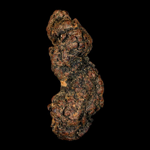 3" Prehistoric Coprolite Fossil Specimen Poop Dung Miocene Madagascar - Fossil Age Minerals