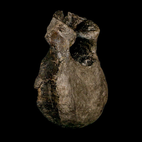 5.4" Hypacrosaurus Dinosaur Fossil Vertebrae Bone Two Medicine FM MT COA Stand