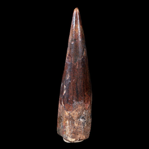XL 3.4" Spinosaurus Fossil Tooth 100 Mil Yrs Old Cretaceous Dinosaur COA & Stand - Fossil Age Minerals