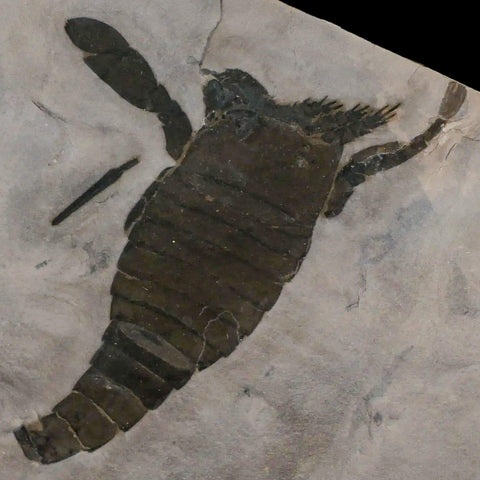 5.3" Eurypterus Sea Scorpion Fossil Eurypterid Silurian 420 Mil Yrs Old New York Stand - Fossil Age Minerals