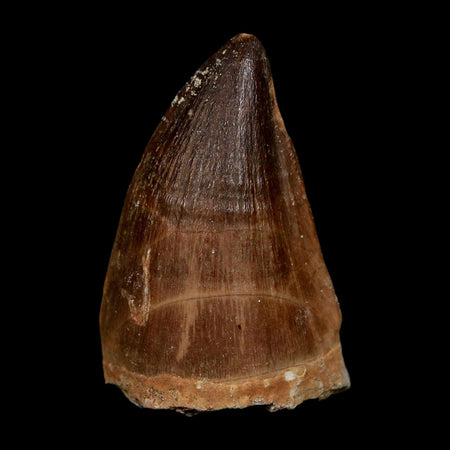 XL 2" Mosasaur Prognathodon Fossil Tooth Cretaceous Dinosaur Era COA, Stand