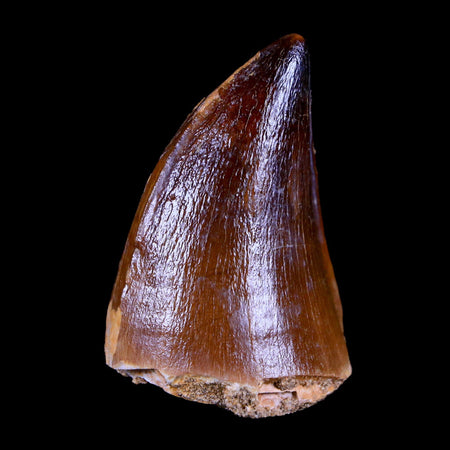 XL 2" Mosasaur Prognathodon Fossil Tooth Cretaceous Dinosaur Era COA & Stand