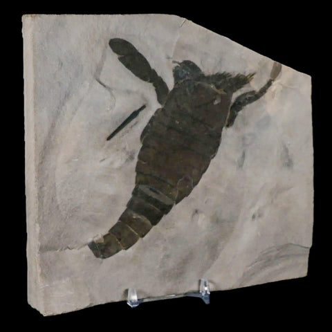 5.3" Eurypterus Sea Scorpion Fossil Eurypterid Silurian 420 Mil Yrs Old New York Stand - Fossil Age Minerals