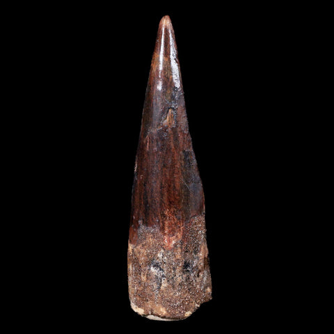 XL 3.4" Spinosaurus Fossil Tooth 100 Mil Yrs Old Cretaceous Dinosaur COA & Stand - Fossil Age Minerals