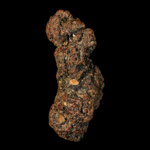 3" Prehistoric Coprolite Fossil Specimen Poop Dung Miocene Madagascar - Fossil Age Minerals