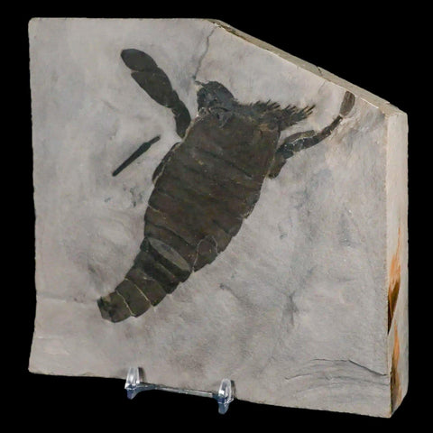 5.3" Eurypterus Sea Scorpion Fossil Eurypterid Silurian 420 Mil Yrs Old New York Stand - Fossil Age Minerals