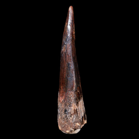 XL 3.4" Spinosaurus Fossil Tooth 100 Mil Yrs Old Cretaceous Dinosaur COA & Stand - Fossil Age Minerals