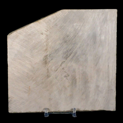 5.3" Eurypterus Sea Scorpion Fossil Eurypterid Silurian 420 Mil Yrs Old New York Stand - Fossil Age Minerals