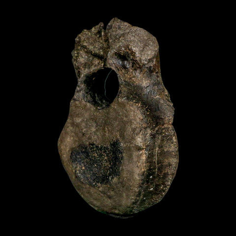 5.4" Hypacrosaurus Dinosaur Fossil Vertebrae Bone Two Medicine FM MT COA Stand