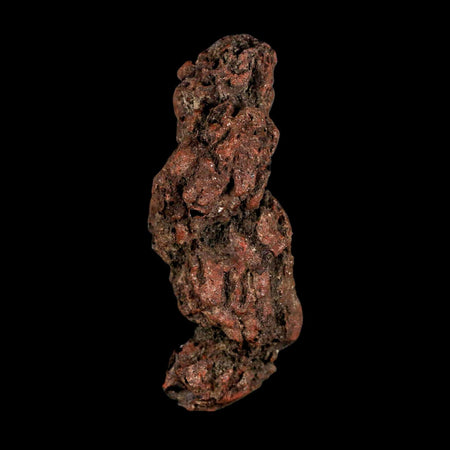 2.9" Prehistoric Coprolite Fossil Specimen Poop Dung Miocene Madagascar