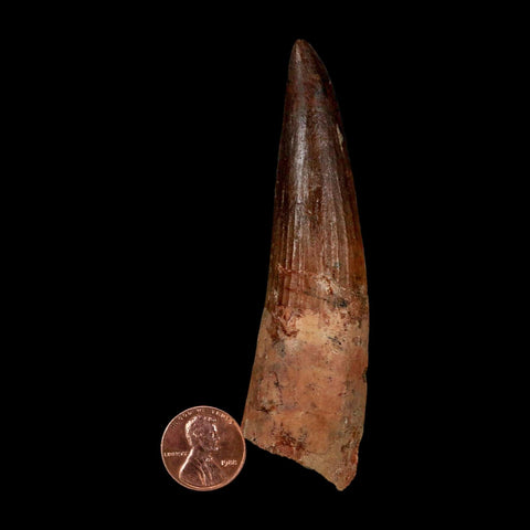 XL 3.8" Spinosaurus Fossil Tooth 100 Million Years Old Cretaceous Dinosaur COA - Fossil Age Minerals