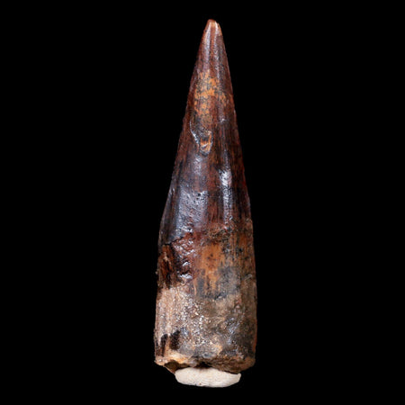 XL 3.4" Spinosaurus Fossil Tooth 100 Mil Yrs Old Cretaceous Dinosaur COA & Stand