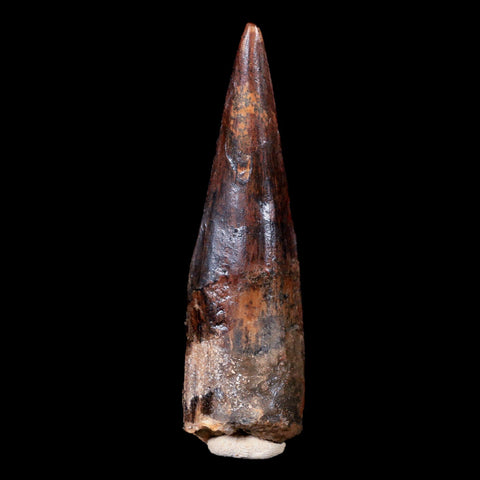 XL 3.4" Spinosaurus Fossil Tooth 100 Mil Yrs Old Cretaceous Dinosaur COA & Stand - Fossil Age Minerals