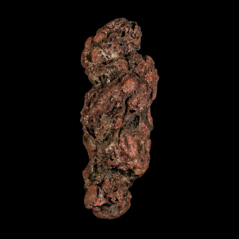 2.9" Prehistoric Coprolite Fossil Specimen Poop Dung Miocene Madagascar - Fossil Age Minerals