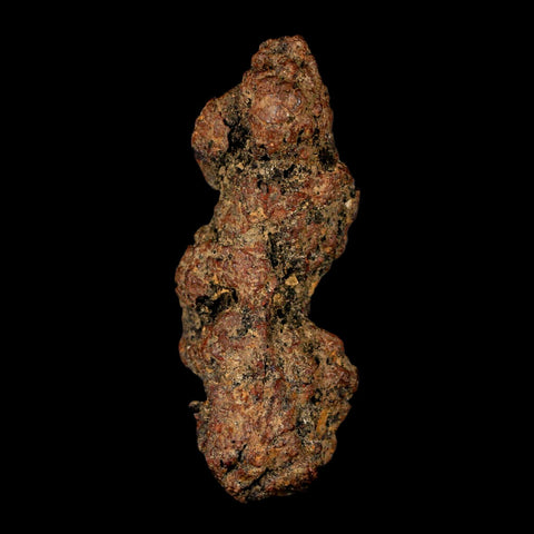 3" Prehistoric Coprolite Fossil Specimen Poop Dung Miocene Madagascar - Fossil Age Minerals
