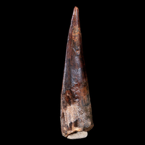 XL 3.4" Spinosaurus Fossil Tooth 100 Mil Yrs Old Cretaceous Dinosaur COA & Stand - Fossil Age Minerals