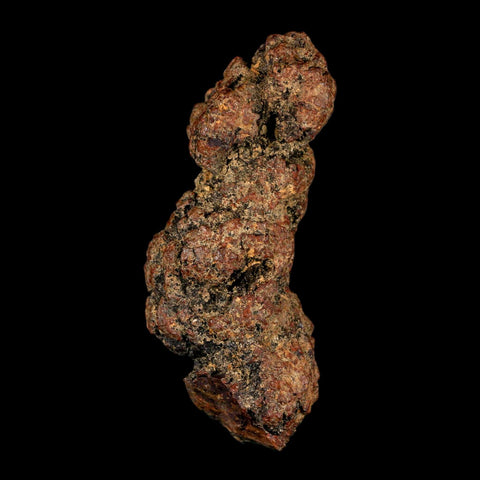 3" Prehistoric Coprolite Fossil Specimen Poop Dung Miocene Madagascar - Fossil Age Minerals