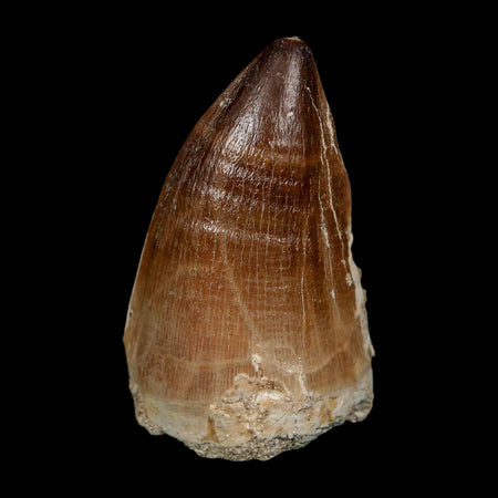 XL 2.2" Mosasaur Prognathodon Fossil Tooth Cretaceous Dinosaur Era COA, Stand