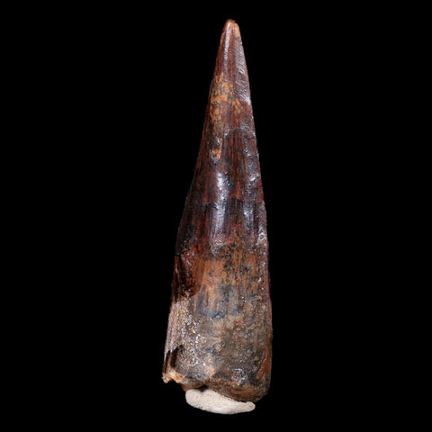 XL 3.4" Spinosaurus Fossil Tooth 100 Mil Yrs Old Cretaceous Dinosaur COA & Stand - Fossil Age Minerals
