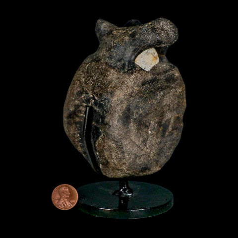 4.4" Hypacrosaurus Dinosaur Fossil Vertebrae Bone Two Medicine FM MT COA Stand