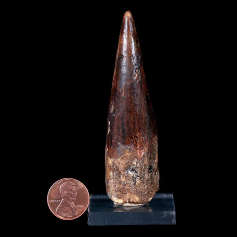 XL 3.4" Spinosaurus Fossil Tooth 100 Mil Yrs Old Cretaceous Dinosaur COA & Stand - Fossil Age Minerals
