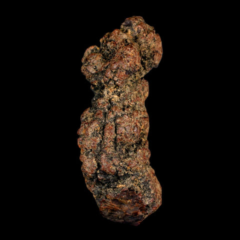 3" Prehistoric Coprolite Fossil Specimen Poop Dung Miocene Madagascar - Fossil Age Minerals