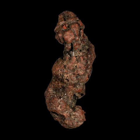 2.9" Prehistoric Coprolite Fossil Specimen Poop Dung Miocene Madagascar - Fossil Age Minerals