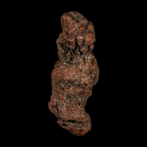 2.9" Prehistoric Coprolite Fossil Specimen Poop Dung Miocene Madagascar - Fossil Age Minerals