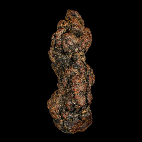 3" Prehistoric Coprolite Fossil Specimen Poop Dung Miocene Madagascar - Fossil Age Minerals