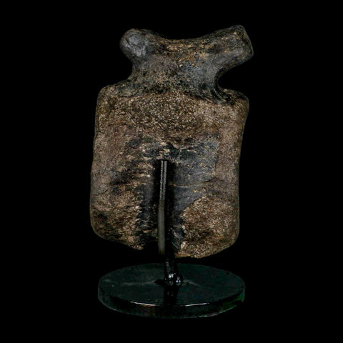 4.4" Hypacrosaurus Dinosaur Fossil Vertebrae Bone Two Medicine FM MT COA Stand