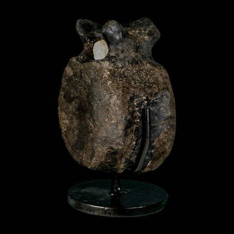 4.4" Hypacrosaurus Dinosaur Fossil Vertebrae Bone Two Medicine FM MT COA Stand