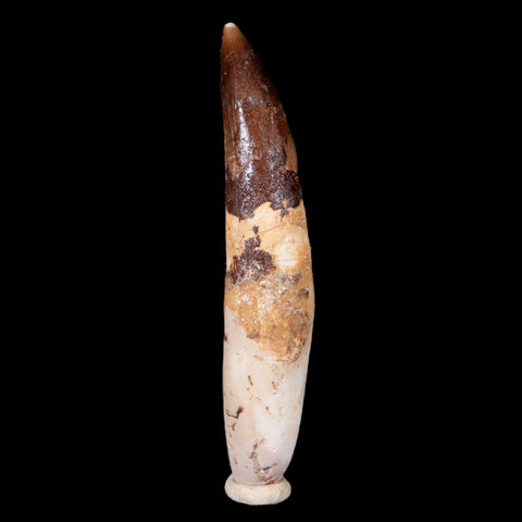 XXL 4" Spinosaurus Fossil Tooth 100 Mil Yrs Old Cretaceous Dinosaur COA & Stand - Fossil Age Minerals
