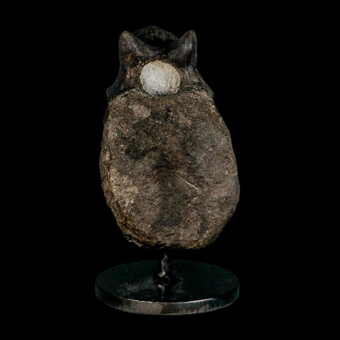 4.4" Hypacrosaurus Dinosaur Fossil Vertebrae Bone Two Medicine FM MT COA Stand