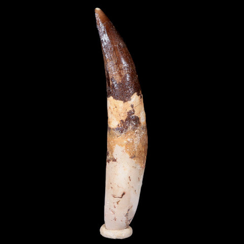 XXL 4" Spinosaurus Fossil Tooth 100 Mil Yrs Old Cretaceous Dinosaur COA & Stand - Fossil Age Minerals