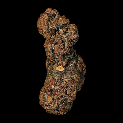 3" Prehistoric Coprolite Fossil Specimen Poop Dung Miocene Madagascar - Fossil Age Minerals