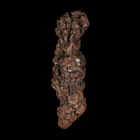 3.2" Prehistoric Coprolite Fossil Specimen Poop Dung Miocene Madagascar - Fossil Age Minerals