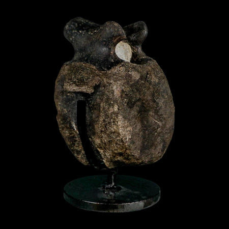 4.4" Hypacrosaurus Dinosaur Fossil Vertebrae Bone Two Medicine FM MT COA Stand