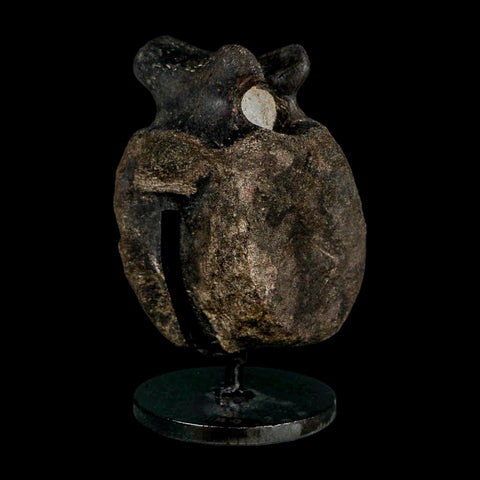 4.4" Hypacrosaurus Dinosaur Fossil Vertebrae Bone Two Medicine FM MT COA Stand