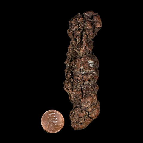 3.2" Prehistoric Coprolite Fossil Specimen Poop Dung Miocene Madagascar - Fossil Age Minerals