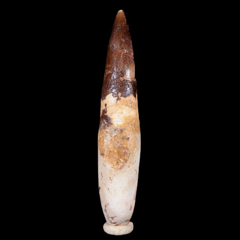 XXL 4" Spinosaurus Fossil Tooth 100 Mil Yrs Old Cretaceous Dinosaur COA & Stand - Fossil Age Minerals