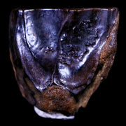 XL 0.6" Triceratops Fossil Tooth Hell Creek FM Cretaceous Dinosaur MT COA & Display